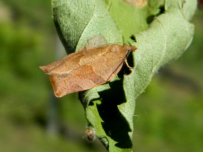 Pandemis heparana - Tortricidae